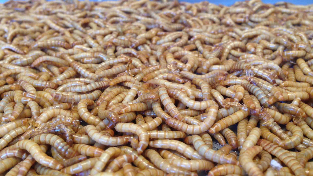 Mealworms Could End Our Plastic Waste Problem! - The Waste Management ...