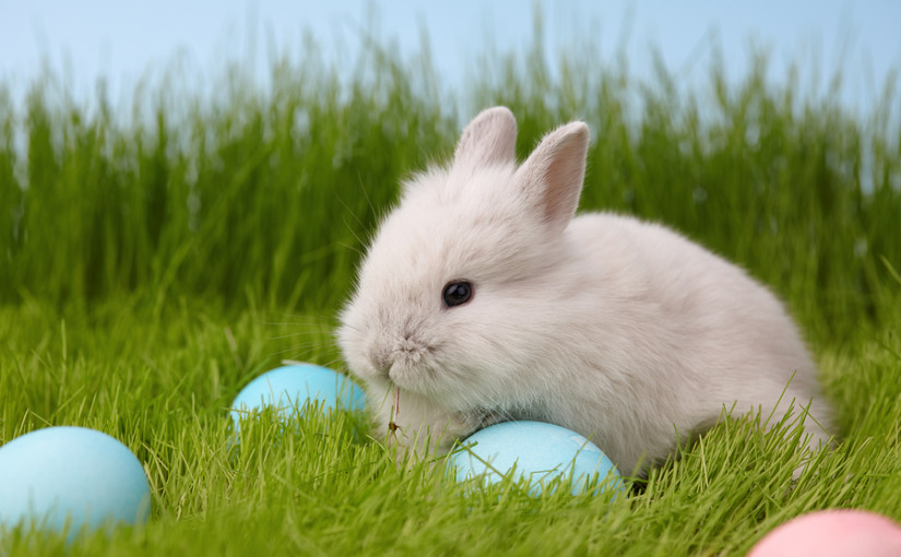 Tips for an eco-friendly Easter – The Waste Management & Recycling Blog