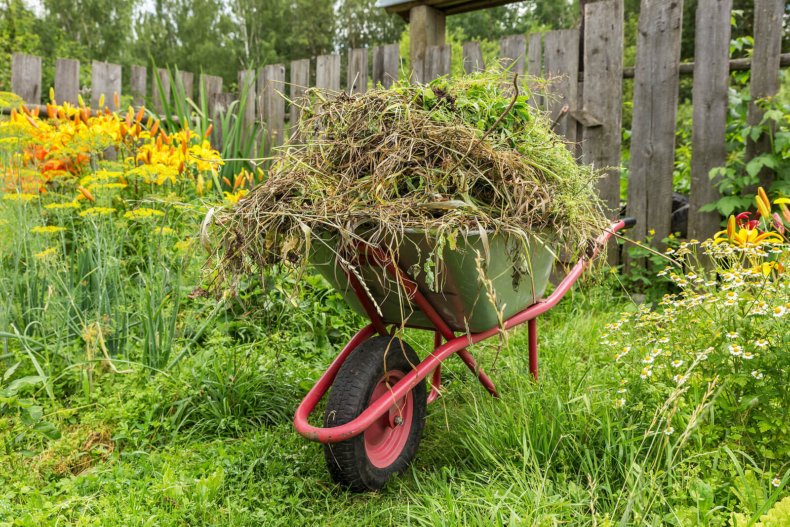 Garden waste in a red wheelbarrow, located in a garden